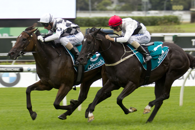 Miss Cover Girl winning the PJ Bell Stakes