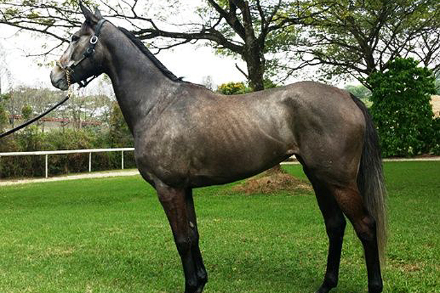 My Option stands proudly at the Kranji international stables.