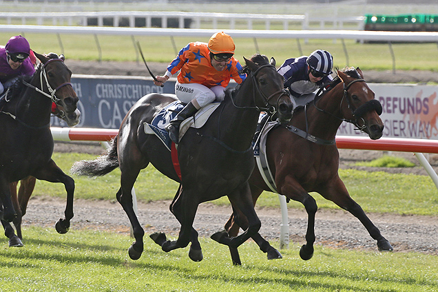 No Tricks winning the N.Z. Bloodstock Warstep Stakes