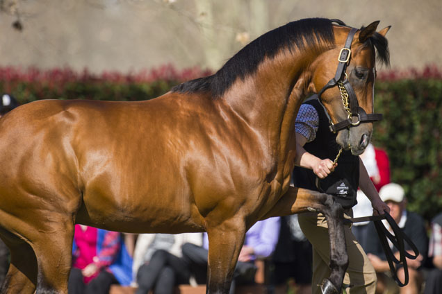 Olympic Glory - Arrowfield Stud Pictures
