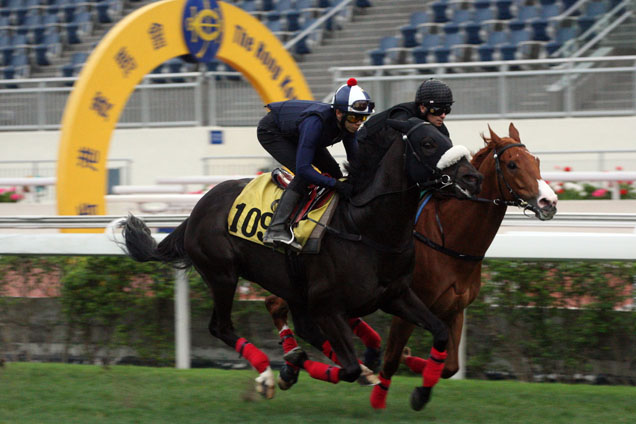 Packing Llaregyb (near side) at Trackwork on 20.04.2015 in Preparation for Audemars Piguet QEII Cup.