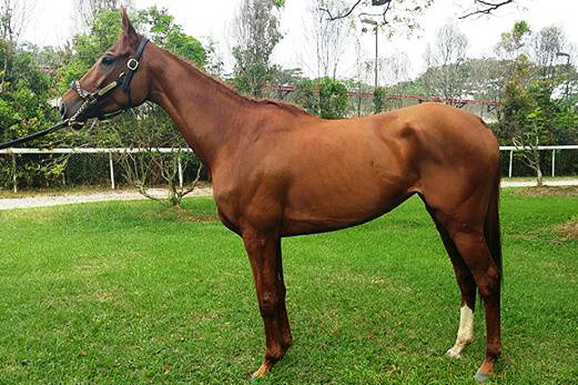 Parranda taking in his new surroundings at Kranji.