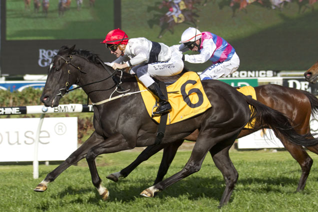 Peeping has drawn gate 10 for Saturday’s Group 3 McGrath Estate Agents Angst Stakes (1600m) at Randwick.