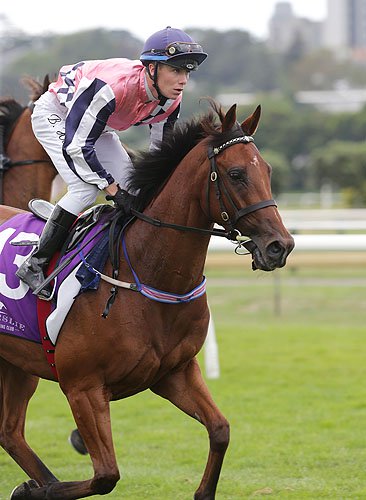 Prima running in the Avondale Guineas