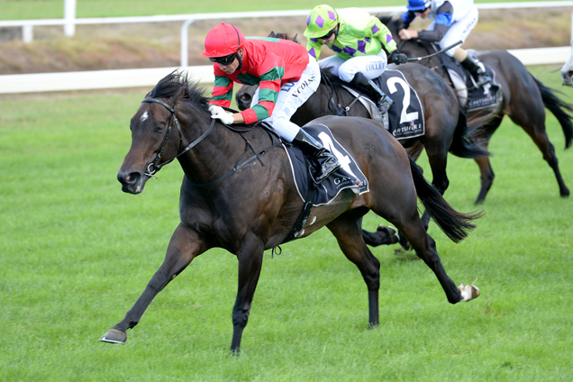 Queens Rose winning the Bdo Tauranga Hcp