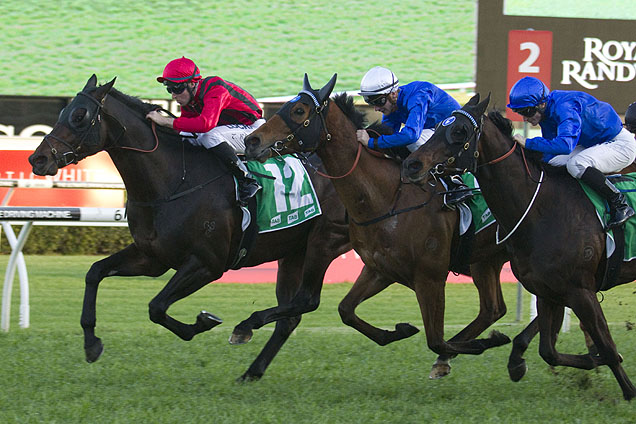 Ruling Dynasty could stake a Melbourne Cup claim through Saturday's Listed City Tattersall’s Club Cup at Randwick.
