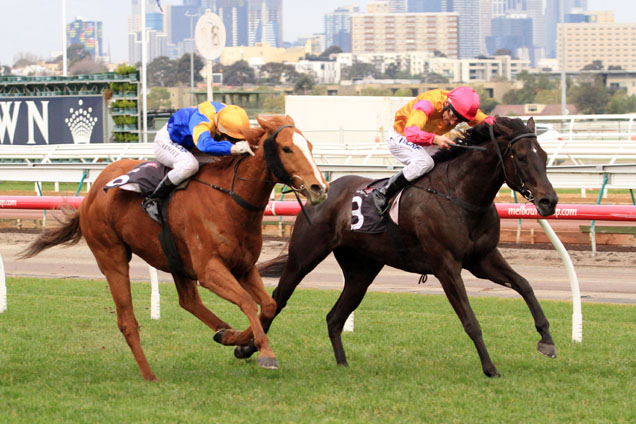 Shiraz winning the Aurie's Star