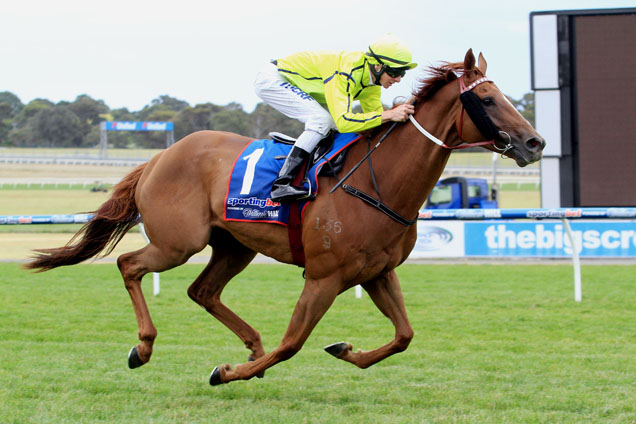 Taiyoo carries topweight in the Heatherlie Stakes at Caulfield on Saturday.