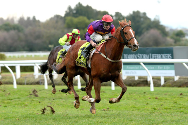 Thorn Prince winning the Woods Grp Taumarunui Gold Cup