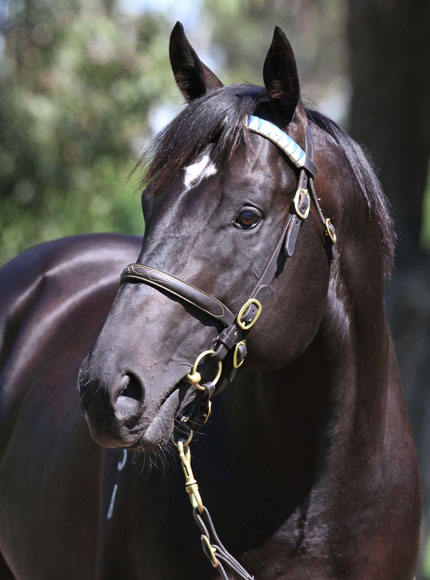 Valachi Downs have gifted a filly by Darley stallion Brazen Beau to the Cat Walk Trust.