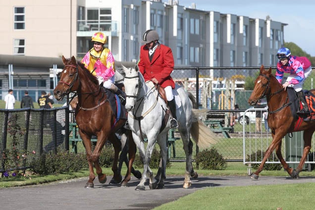 Call Me Royal parading after winning Munns The Man's Store (Bm85) on 11 Jun, 2016