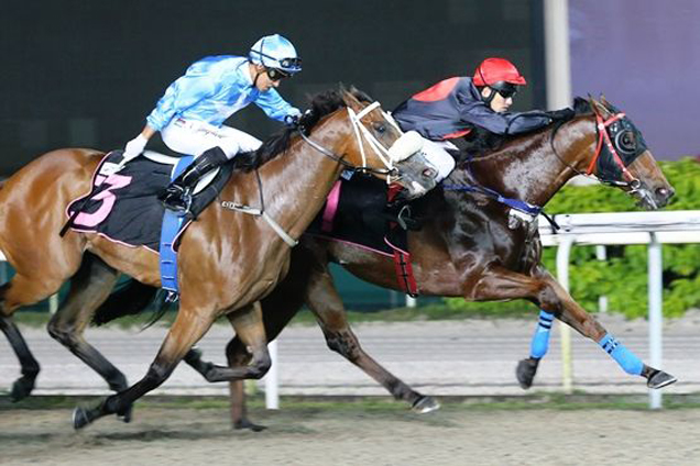 Castor winning the OPEN BENCHMARK 83