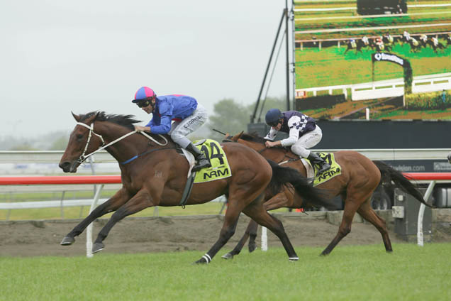 Chocante winning the Ssangyong Counties Cup