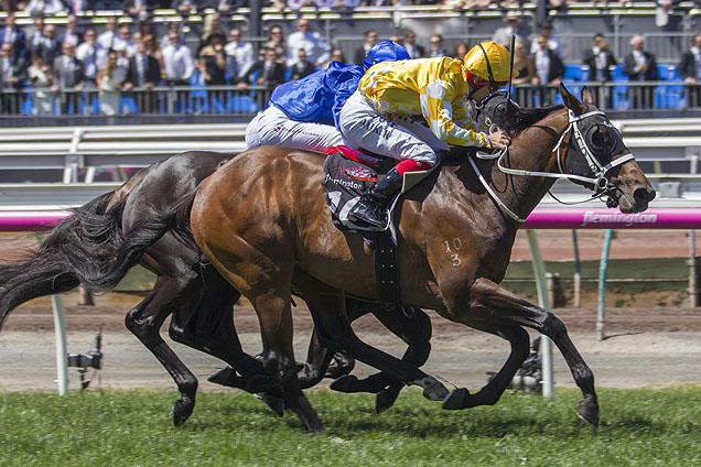 Comin' Through winning the The Carbine Club Stakes Comin' Through winning the The Carbine Club Stakes