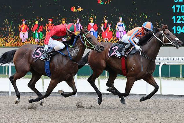 Eatons Gold winning the STEPITUP 2013 STAKES OPEN BENCHMARK 67