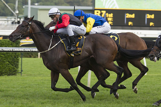 English resumes in Saturday's 2016 Shorts at Randwick.