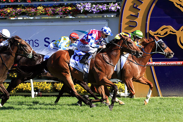 The Oakleigh Plate quinella of Flamberge and Fell Swoop are both acceptors for the 2016 Banjo Galaxy.