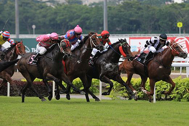 Gato Negro(no.5) winning the STEPITUP 2013 STAKES OPEN BENCHMARK 67