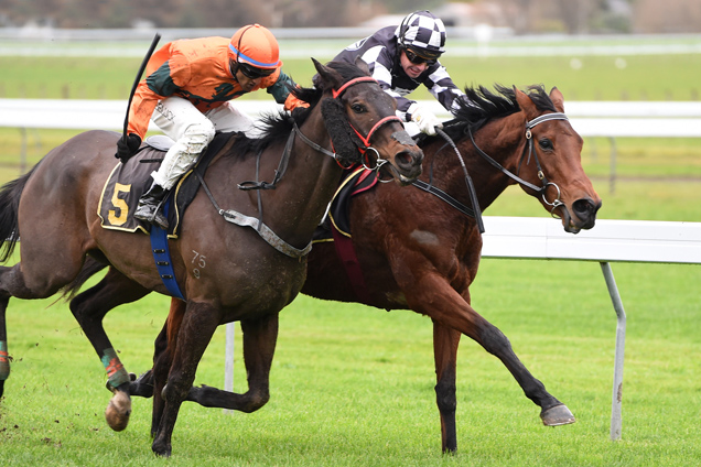 Gypsy Fair winning the Linwood Park Stud Hcp