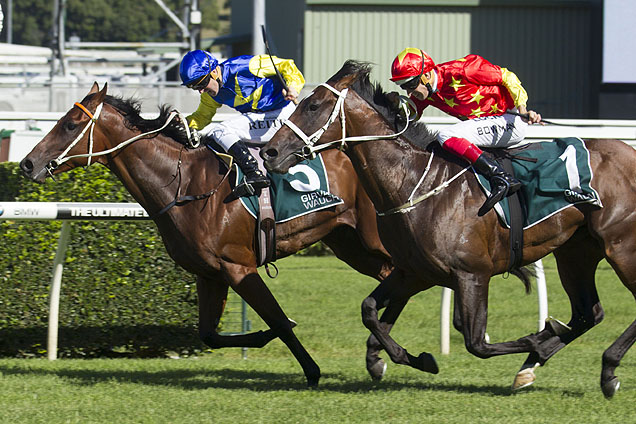 Le Romain clings on in a high pressure Randwick Guineas