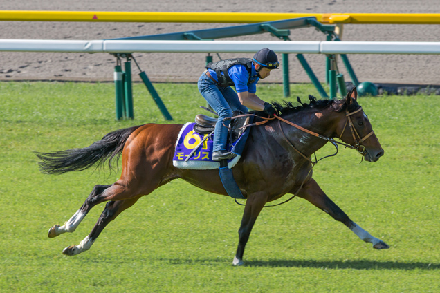 G1 Champions Mile winner and Japanese runner Maurice exercises on the turf track.