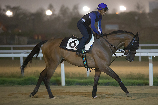 Karis Teetan partners Korea Sprint runner Super Jockey on the main track at Seoul Racecourse this morning.