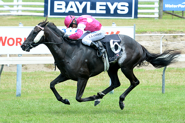 Somethingvain winning the Laser Plumbing Te Puke Hcp