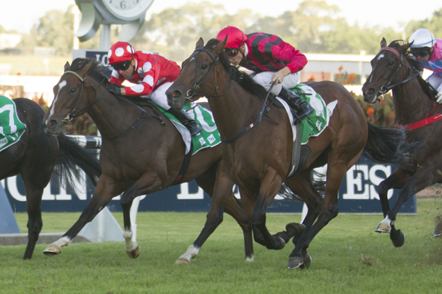 Sultry Feeling (outer red, black strips) winning the Tab Birthday Card Stakes