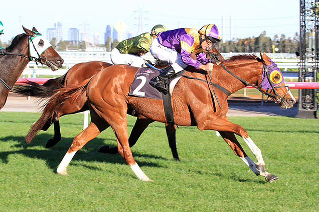 Swacadelic is a chance in the Pakenham Cup