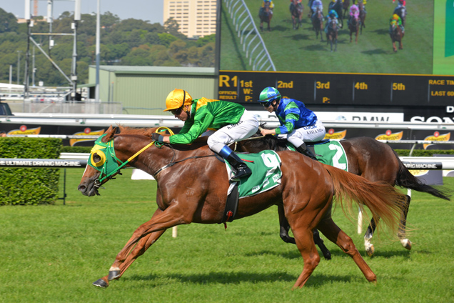 racing form profiles horse naughty racing form profiles horse naughty