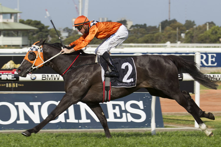 Ace High winning the James Boag's Gloaming Stakes