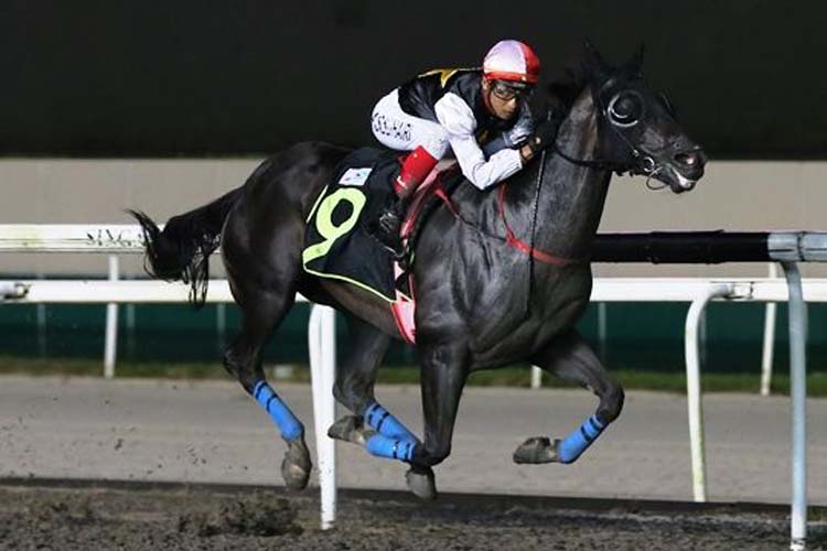 Amazing Man winning the SUPER EASY 2011 STAKES CLASS 4