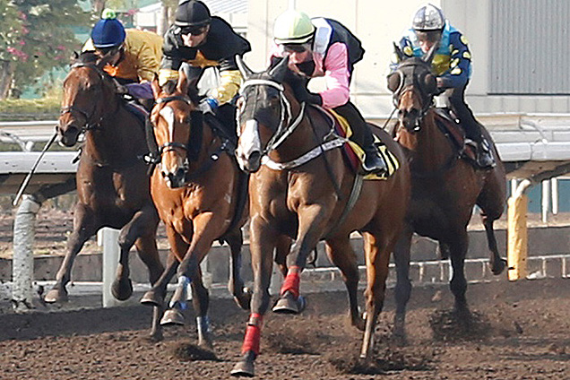Beauty Only (pink sleeves) crosses the line fourth in todays first trial on the dirt track. Beauty Only (pink sleeves) crosses the line fourth in todays first trial on the dirt track.