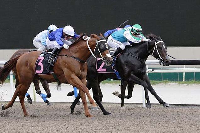 Cadet winning the SPEEDY CAT 2013 STAKES CLASS 4