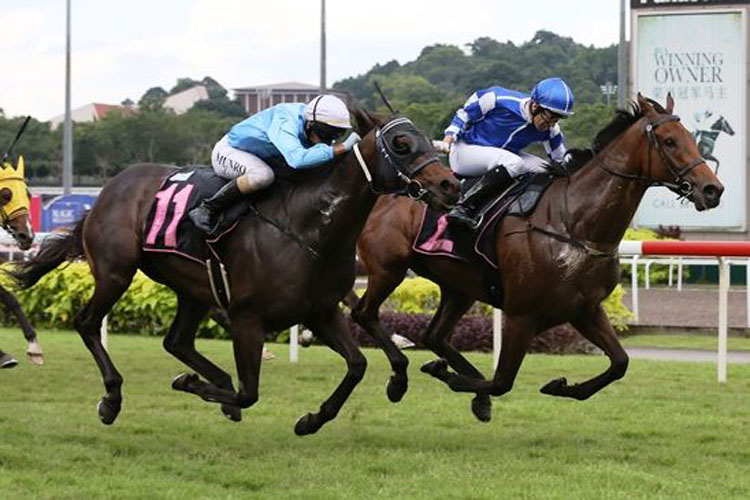 Chopin's Fantaisie winning the SUPER GOLD 2009 STAKES OPEN BENCHMARK 83