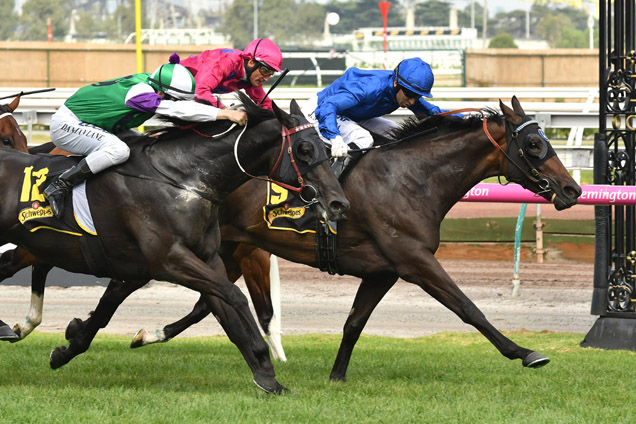 Zasorceress' best form has her well placed at Flemington