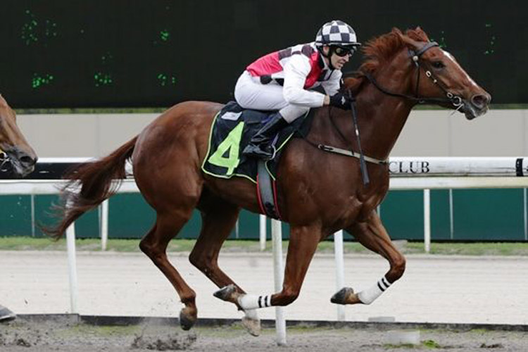 Clokey winning the OPEN MAIDEN