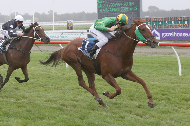 Coulee winning the Valachi Downs Breeders Stakes