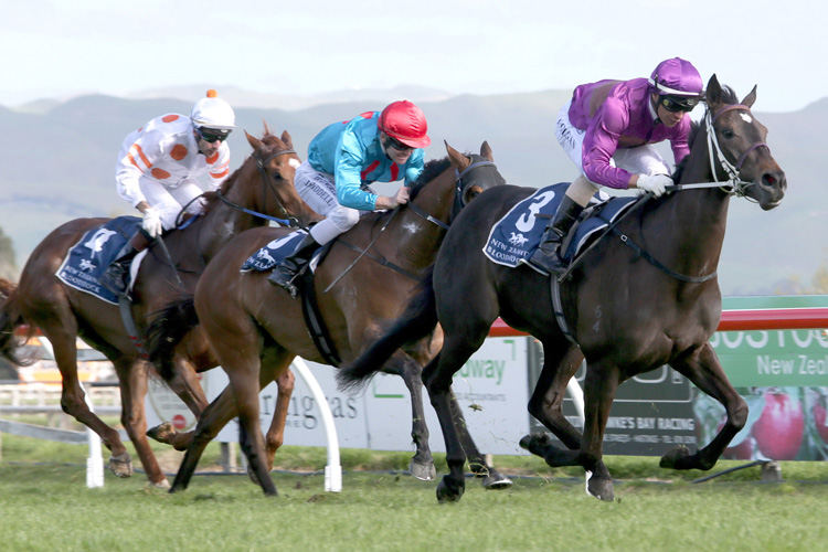 Dijon Bleu winning the Hawkes Bay Breeders Gold Trail