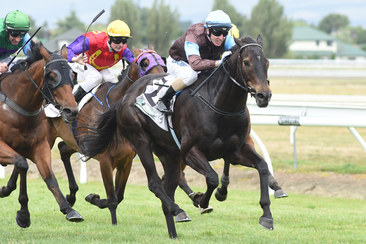 Dolcetto winning the Manawatu Standard Summer Cup