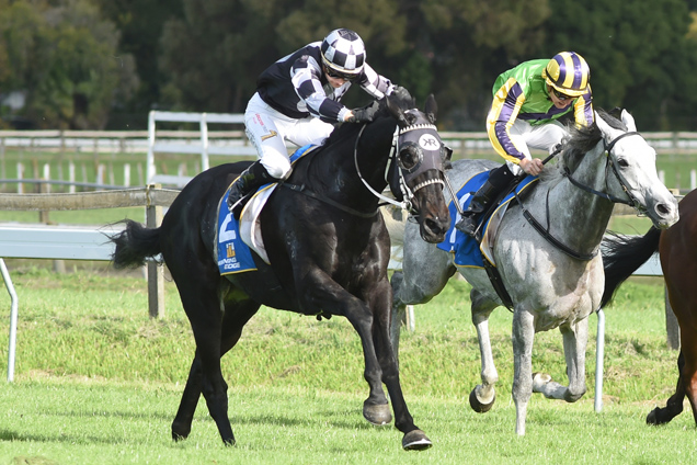 Five To Midnight winning the Winning Edge Hawke's Bay Cup