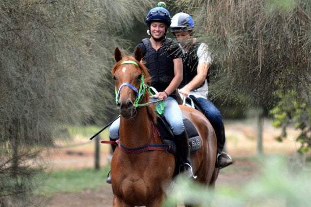 Geegees Goldengirl relaxes ahead of Cup assignment