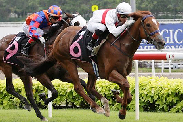 Golden Curl winning the PROSPERITY STAKES OPEN BENCHMARK 83