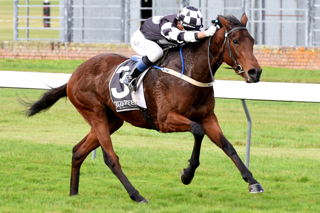 Gypsy Fair winning the Irt North Island Challenge