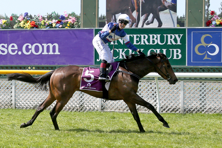 Sam Spratt winning the Gr.1 New Zealand 1000 Guineas (1600m) aboard Hasahalo.<br />