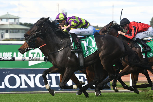 Hay Now winning the Tab Highway Plate (C3) Hay Now winning the Tab Highway Plate (C3)