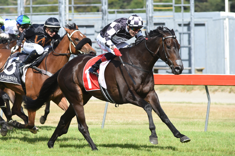 Kawi winning the Captain Cook Stakes