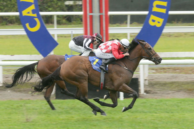 Killarney winning the Harness Racing Waikato (Bm85)