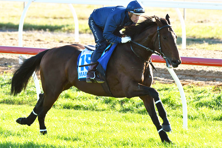 Marmelo is on track for the Melbourne Cup