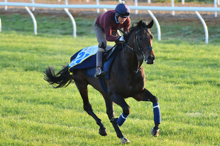 MASK OF TIME during a trackwork session at Werribee